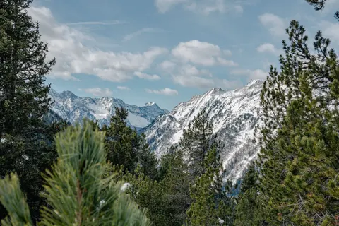Kiefernwald 4K Hintergrundbild · nature · 3840×2560