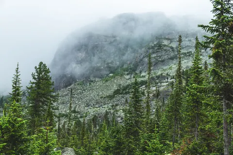 Pine Forest 4K Wallpaper · nature · 3840×2560