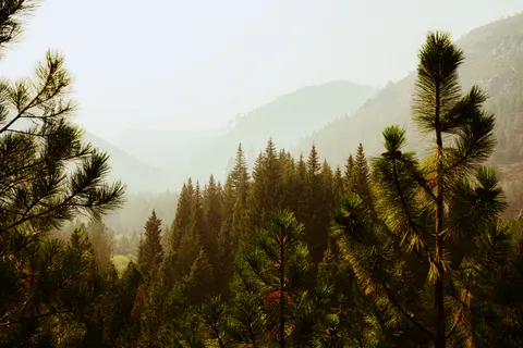 松樹林 4K桌布 · nature · 3840×2561