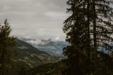 Fond d'écran Forêt de pins 4K · nature · 3840×2560
