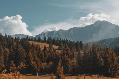 Kiefernwald 4K Hintergrundbild · nature · 3840×2560