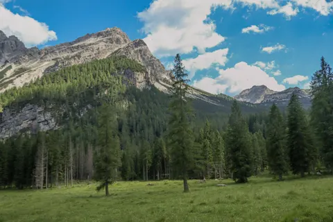 Pine Forest 4K Wallpaper · nature · 3840×2560
