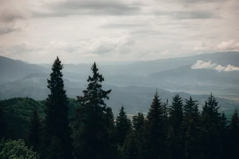 Pine Forest 4K Wallpaper · nature · 3840×2560