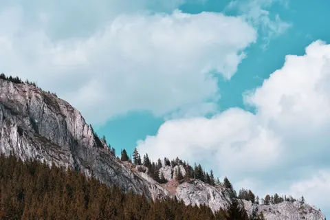 Pine Forest 4K Wallpaper · nature · 3840×2560