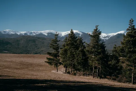 Pine Forest 4K Wallpaper · nature · 3840×2560