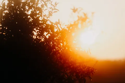 稀树草原日落 4K壁纸 · nature · 3840×2560