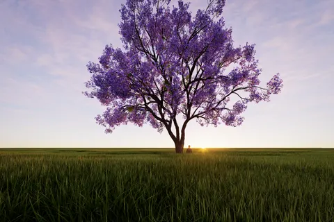 Savanna Sunset 4K Wallpaper · nature · 3840×2560