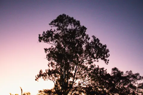 Savanna Sunset 4K Wallpaper · nature · 3840×2560