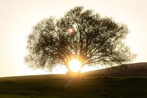 Savanna Sunset 4K Wallpaper · nature · 3840×2560