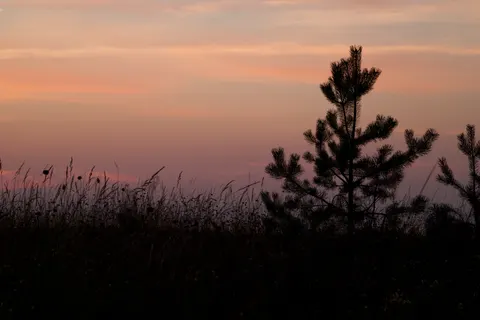 Savanna Sunset 4K Wallpaper · nature · 3840×2560