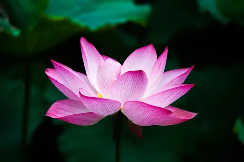 Blumen 4K Hintergrundbild · flowers · 3840×2560