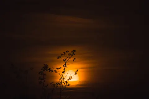 Savanna Sunset 4K Wallpaper · nature · 3840×2560