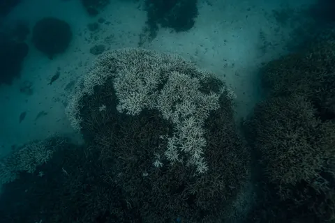 Fond d'écran Récif corallien 4K · ocean · 3840×2560
