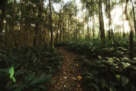 Bamboo Forest 4K Wallpaper · nature · 3840×2560