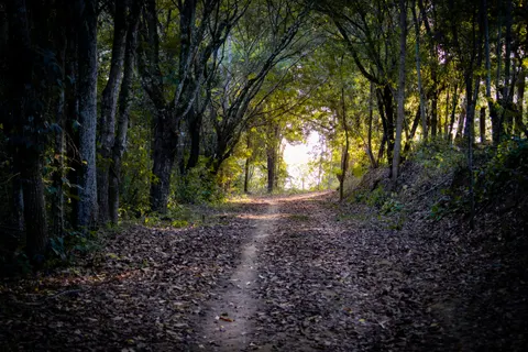 Bambuswald 4K Hintergrundbild · nature · 3840×2560