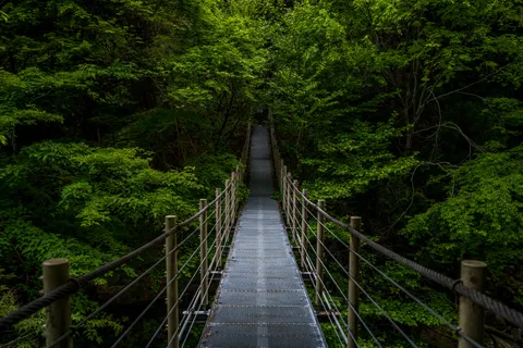 Bamboo Forest 4K Wallpaper · nature · 3840×2560