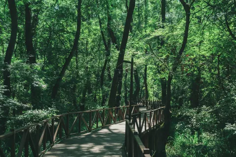 Bamboo Forest 4K Wallpaper · nature · 3840×2560