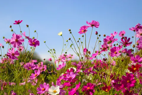 野花草甸 4K桌布 · nature · 3840×2560