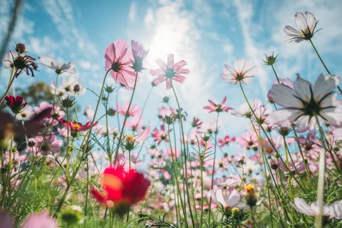 Wildflower Meadow 4K Wallpaper · nature · 3840×2563