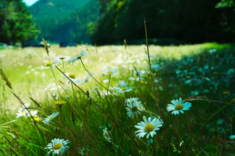 Wallpaper Padang Bunga Liar 4K · nature · 3840×2560