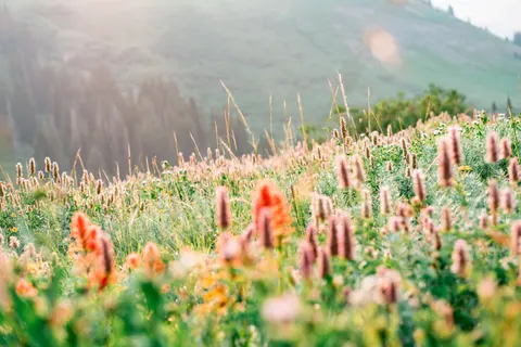 Wildflower Meadow 4K Wallpaper · nature · 3840×2563