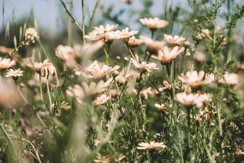 야생화 초원 4K 배경화면 · nature · 3840×2560
