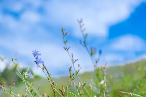 Wildflower Meadow 4K Wallpaper · nature · 3840×2560