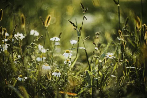 Wildflower Meadow 4K Wallpaper · nature · 3840×2560