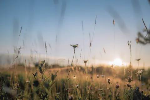 Fond d'écran Prairie de fleurs sauvages 4K · nature · 3840×2560