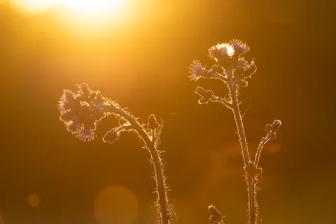 Wildflower Meadow 4K Wallpaper · nature · 3840×2560