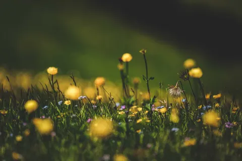 野花草甸 4K桌布 · nature · 3840×2560