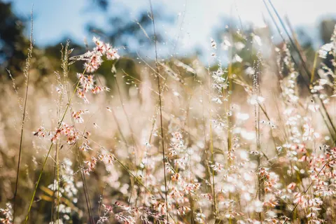 Wildflower Meadow 4K Wallpaper · nature · 3840×2560