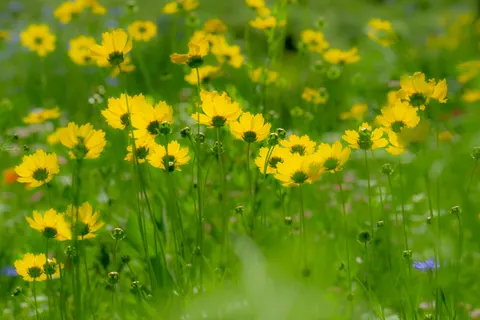野花草甸 4K桌布 · nature · 3840×2560