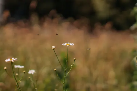 野花草甸 4K壁纸 · nature · 3840×2560