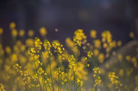 Wildflower Meadow 4K Wallpaper · nature · 3840×2555