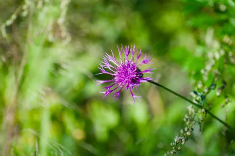 Wildflower Meadow 4K Wallpaper · nature · 3840×2558