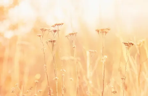 Wildflower Meadow 4K Wallpaper · nature · 3840×2498