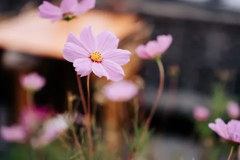 Wildblumenwiese 4K Hintergrundbild · nature · 3840×2560
