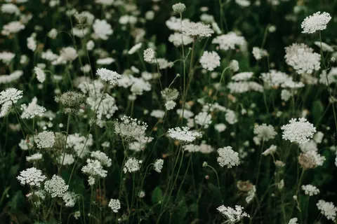 Wildflower Meadow 4K Wallpaper · nature · 3840×2560