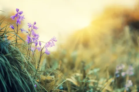 Wildflower Meadow 4K Wallpaper · nature · 3840×2560