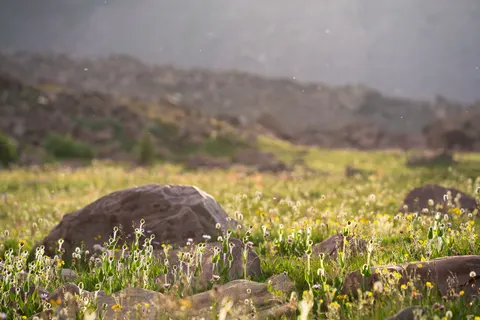 والپیپر چمنزار گل‌های وحشی با کیفیت 4K · nature · 3840×2560