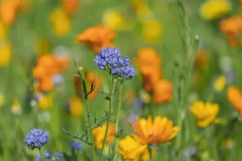 Wildflower Meadow 4K Wallpaper · nature · 3840×2560