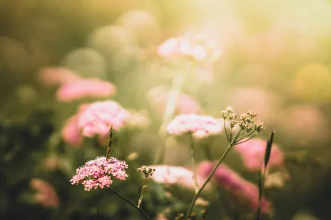 والپیپر چمنزار گل‌های وحشی با کیفیت 4K · nature · 3840×2560