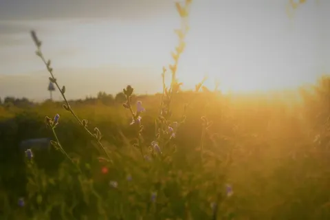 Wildflower Meadow 4K Wallpaper · nature · 3840×2560