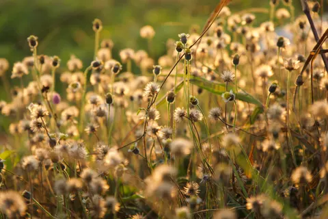 خلفية مرج الأزهار البرية بدقة 4K · nature · 3840×2560