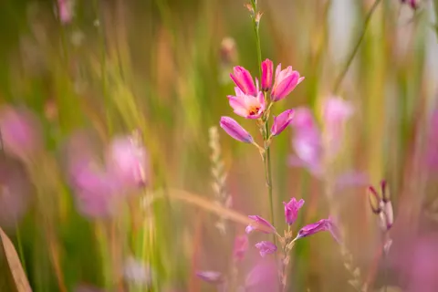 野花草甸 4K壁纸 · nature · 3840×2560