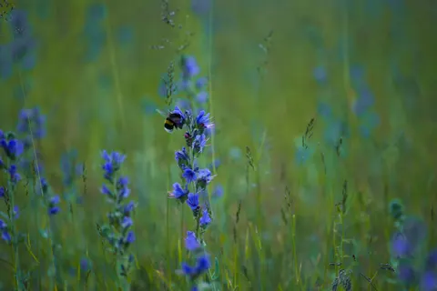 Wildflower Meadow 4K Wallpaper · nature · 3840×2560