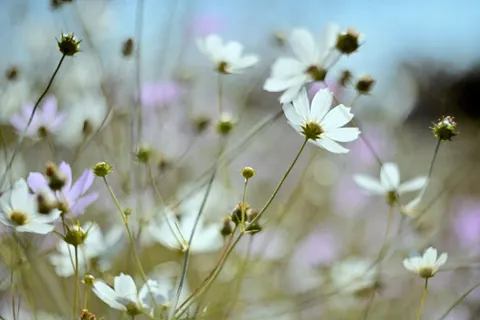 Wildflower Meadow 4K Wallpaper · nature · 3840×2560