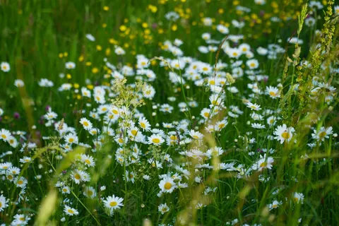 Wildflower Meadow 4K Wallpaper · nature · 3840×2560