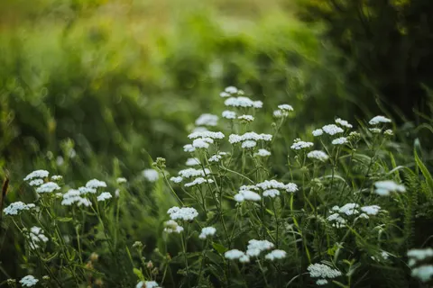 Wildflower Meadow 4K Wallpaper · nature · 3840×2560